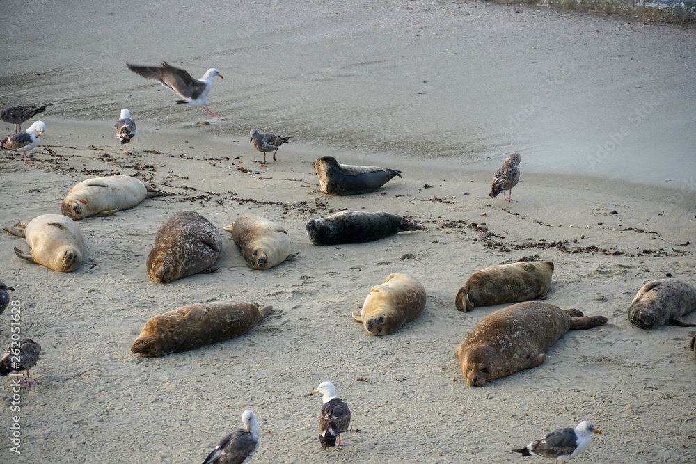 Fototapeta premium Sea lions & seals napping on a cove under the sun at La Jolla, San Diego, California. The beach is closed from December 15 to May 15 because it has become a favorite breeding ground for seals.
