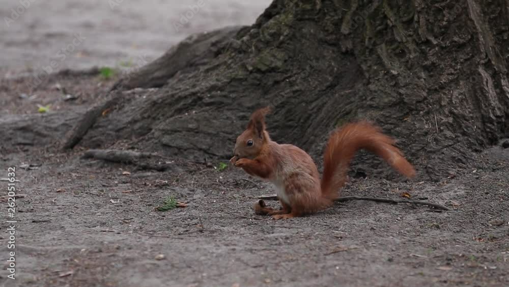 Squirrel red fur funny running spring city park on background wild nature animal thematic (Sciurus vulgaris, rodent). Selective focus, slow motion video. Squirrel red fur funny running spring city park on background wild nature animal thematic (Sciurus vulgaris, rodent). Selective focus, slow motion video.