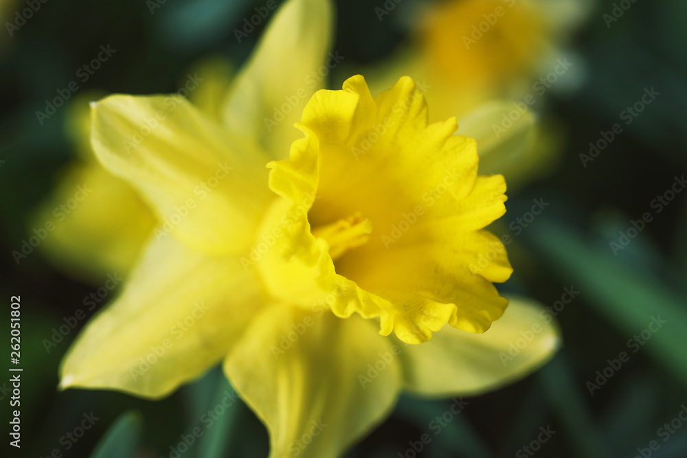 Spring flowers, young shoots of plants and trees Spring flowers, young shoots of plants and trees