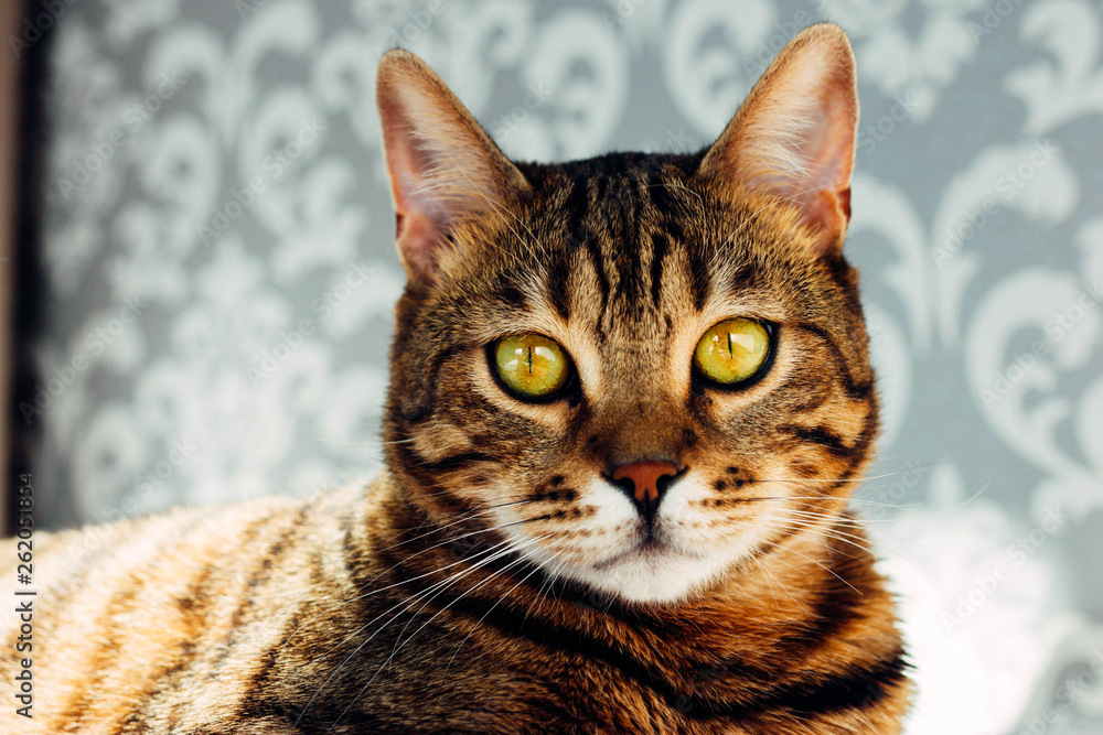 Portrait of a Bengal cat in morning against background of wall. Close-up. Yellow eyes
