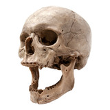 An old human skull in a three-quarter position