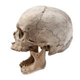 Old human skull view from side without teeth