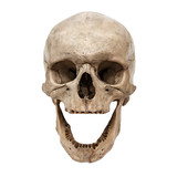 Old human skull view from front without teeth
