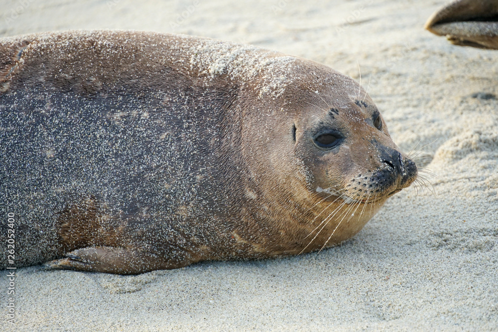 Fototapeta premium Sea lions & seals napping on a cove under the sun at La Jolla, San Diego, California. The beach is closed from December 15 to May 15 because it has become a favorite breeding ground for seals.