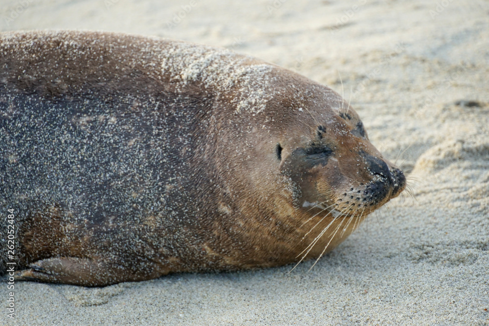 Fototapeta premium Sea lions & seals napping on a cove under the sun at La Jolla, San Diego, California. The beach is closed from December 15 to May 15 because it has become a favorite breeding ground for seals.