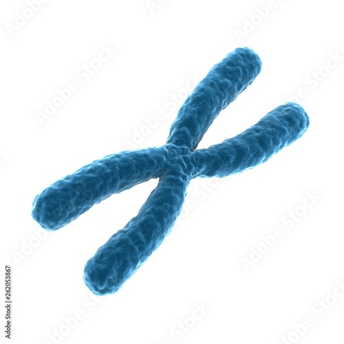 3D rendering X chromosomes isolated on white photo