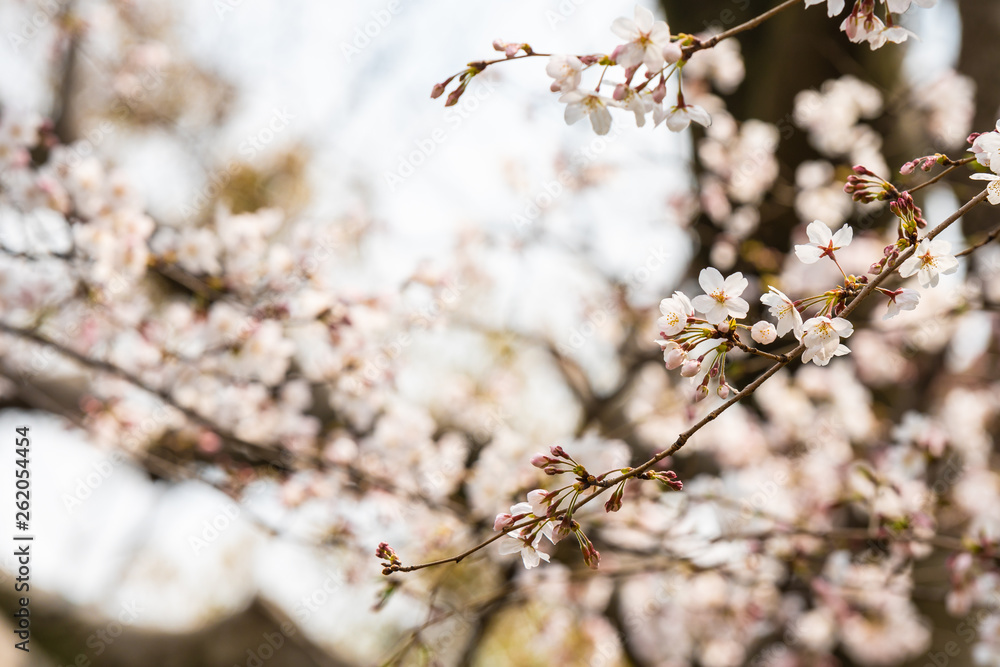 Cherry blossom in spring for background or copy space for text Cherry blossom in spring for background or copy space for text