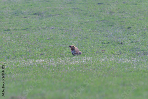red fox looking and hunting on a meadow for fieldmouse