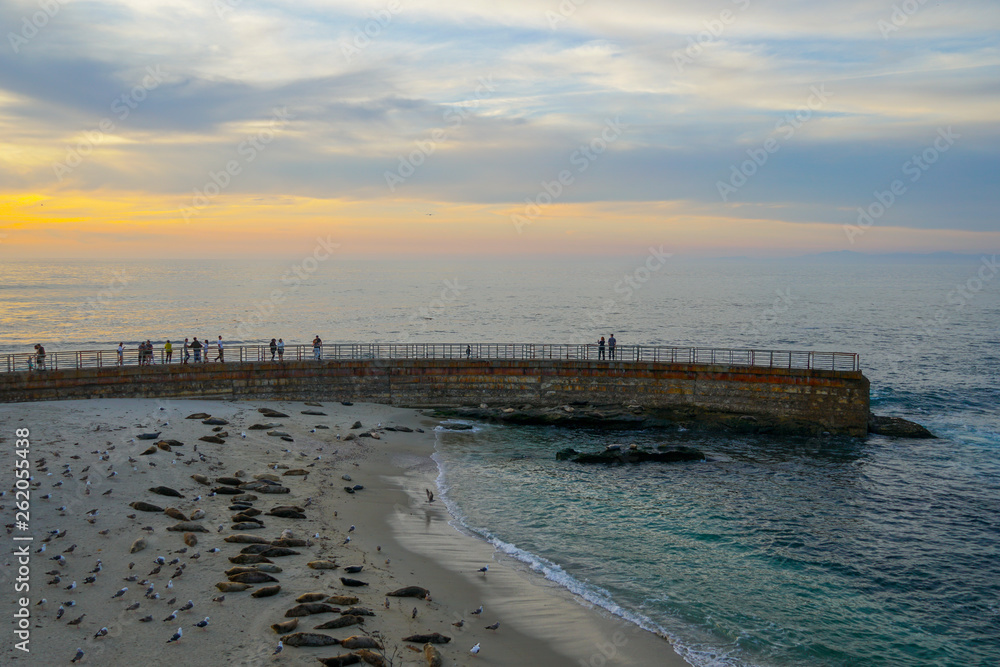 Sea lions & seals napping on a cove under the sun at La Jolla, San Diego, CA, USA.The beach is closed, because it has become a favorite breeding ground for seals. Sea lions & seals napping on a cove under the sun at La Jolla, San Diego, CA, USA.The beach is closed, because it has become a favorite breeding ground for seals.