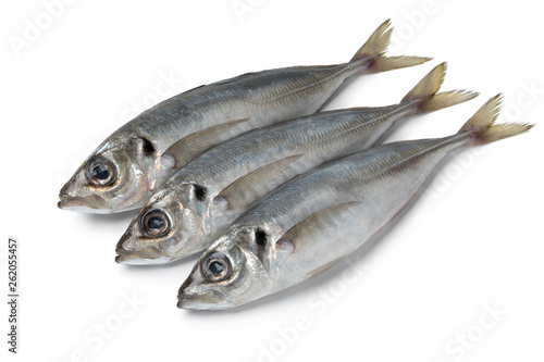Fresh raw horse mackerels
