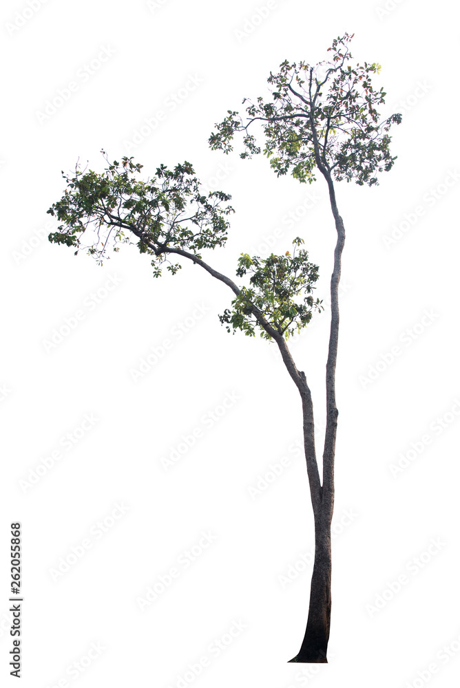 Tree isolated on white background Tree isolated on white background