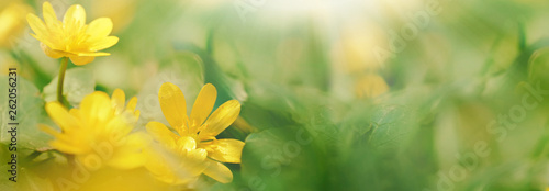 Beautiful yellow flowers on a background of green leaves in the sunlight, abstract blurred background, soft focus. Panoramic view.