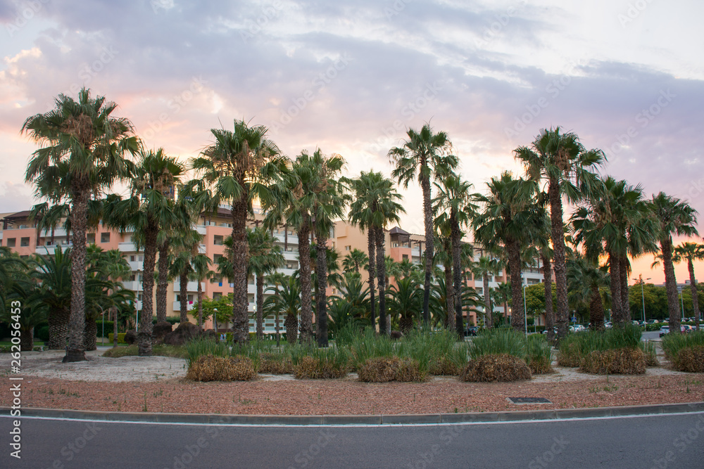 palm trees in the resort town