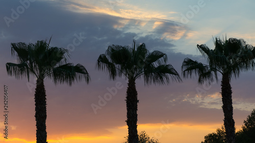 three palm trees against the sky