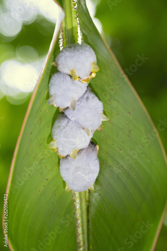 Tablou pe pânză Honduran white bat (Ectophylla alba), also called the Caribbean white tent-making bat, is a species of bat in the family Phyllostomatidae