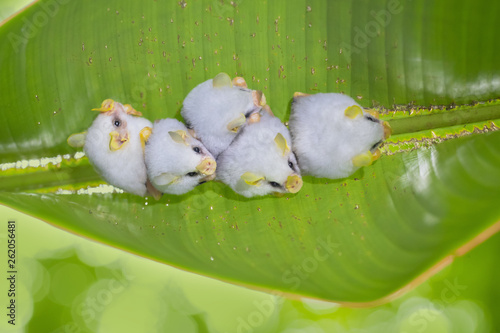 Honduran white bat (Ectophylla alba), also called the Caribbean white tent-making bat, is a species of bat in the family Phyllostomatidae. photo