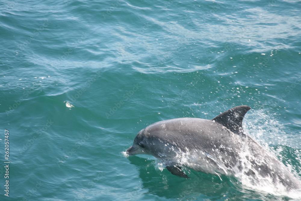Naklejka premium bottle nose dolphin jumping through the waves above a blue ocean