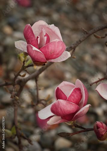 Fototapeta Naklejka Na Ścianę i Meble -  Kwitnąca Magnolia