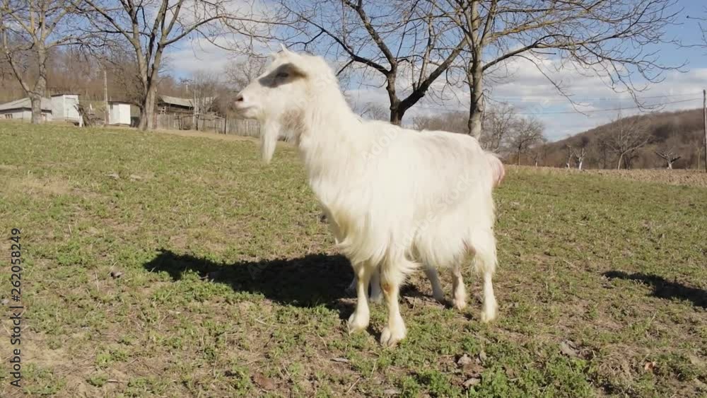 Baby and mother goat enjoying the sun while in their pasture Baby and mother goat enjoying the sun while in their pasture