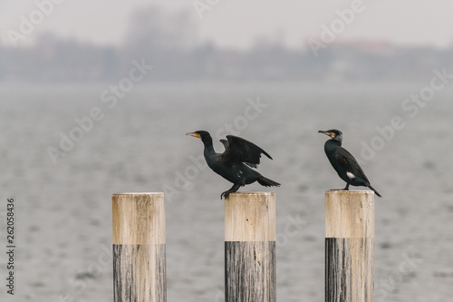 Pair of cormorants on pegs in a harbor photo