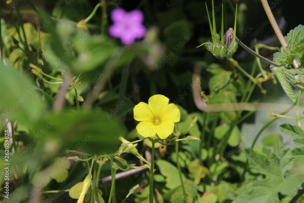 Fiori Fiori