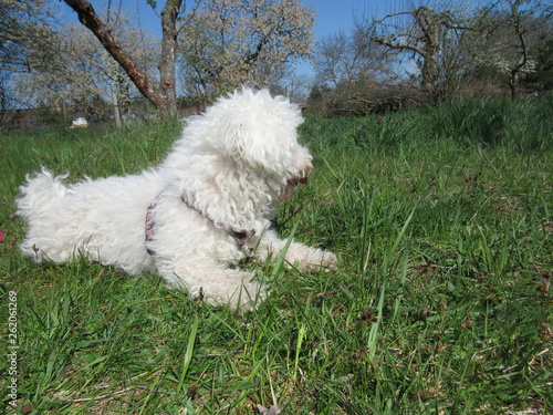 bolognese dog lies in the grass photo