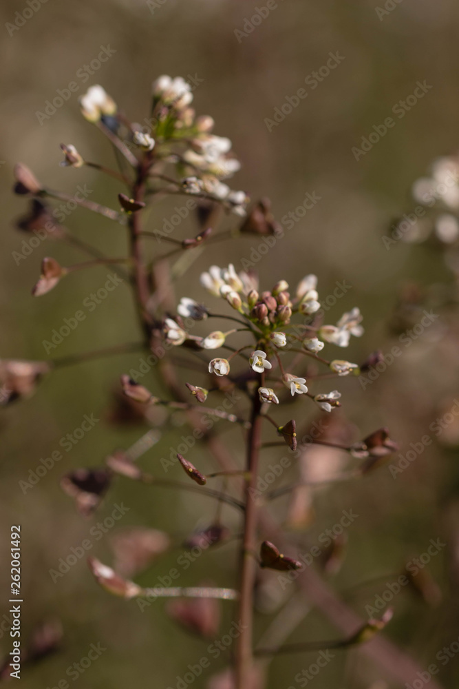 White little flowers White little flowers