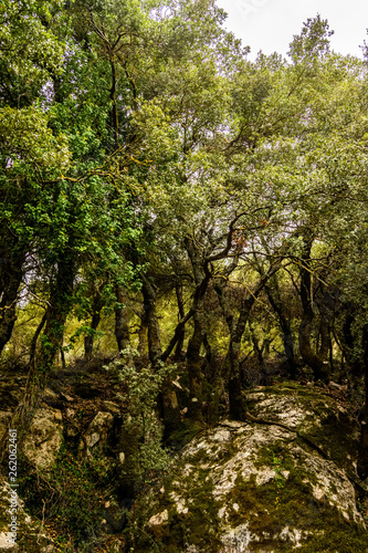 Mountain forest in Crete
