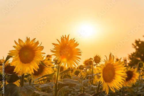 Fototapeta Naklejka Na Ścianę i Meble -  Farmland view with sunflowers field