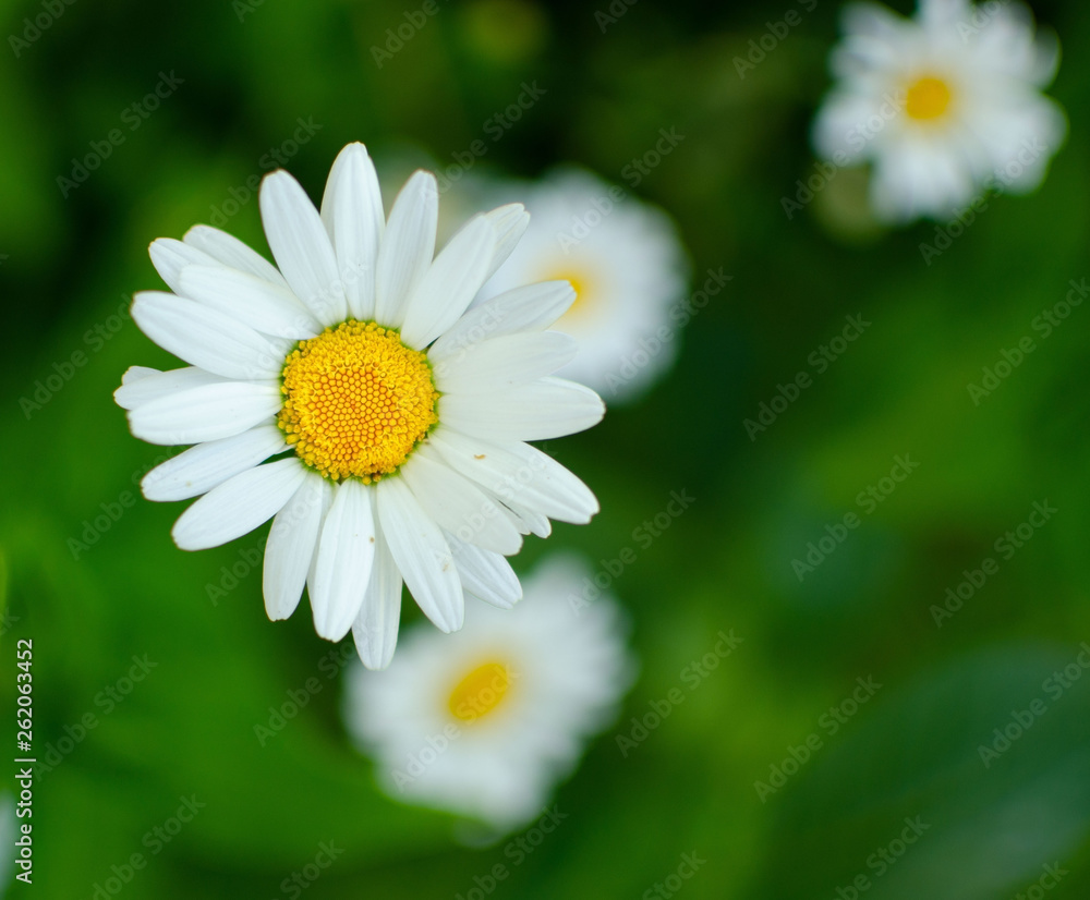 Fototapeta premium chamomile on grass background