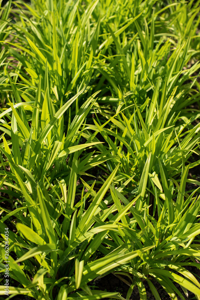 green grass as background green grass as background