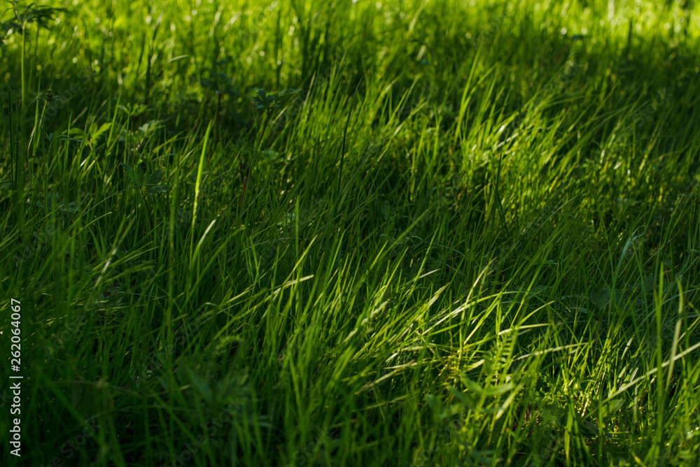 young green grass young green grass