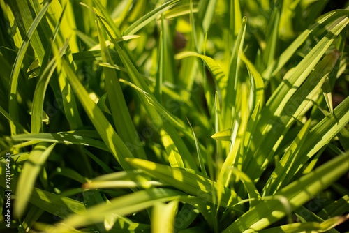 young green grass in the sun