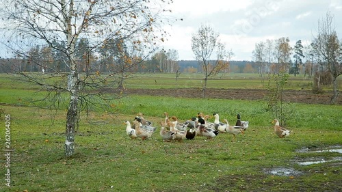 White farm ducks by the countryside road photo