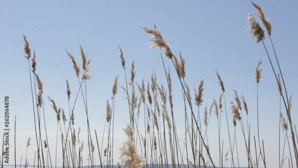 Dry grass sways in the Park under the blue sky. Dry grass sways in the Park under the blue sky.
