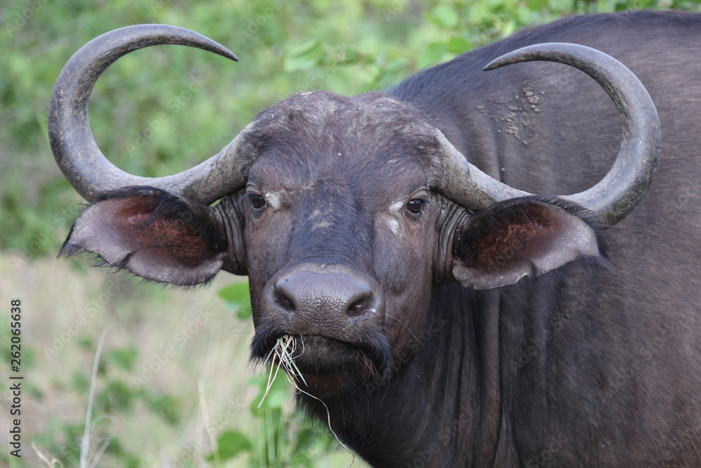Naklejka premium Kaffernbüffel / Buffalo / Syncerus caffer