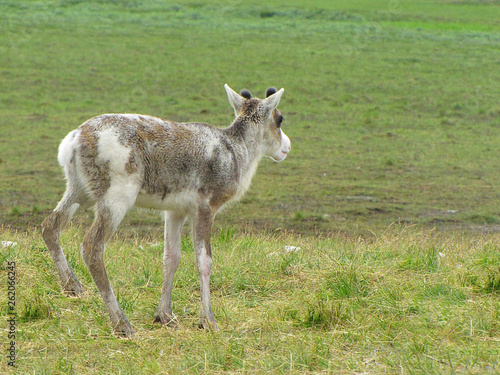 Deer in the tundra. Photo of a deer near the Ural tundra. Summer photos of deer.