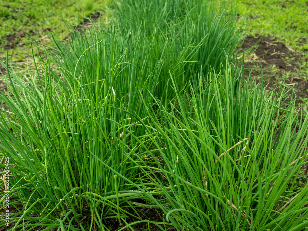 ditched garden beds for planting vegetables. brown dirt, soil. Drops of water on leaves and shoots of onion seedlings in greenhouse. Shallow depth of field. Natural background ditched garden beds for planting vegetables. brown dirt, soil. Drops of water on leaves and shoots of onion seedlings in greenhouse. Shallow depth of field. Natural background