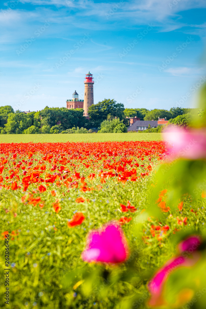 Kap Arkona lighthouse with red poppy flowers in summer, Rügen, Ostsee, Germany