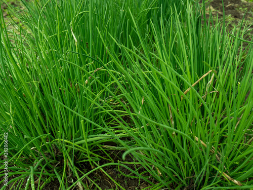 ditched garden beds for planting vegetables. brown dirt, soil. Drops of water on leaves and shoots of onion seedlings in greenhouse. Shallow depth of field. Natural background