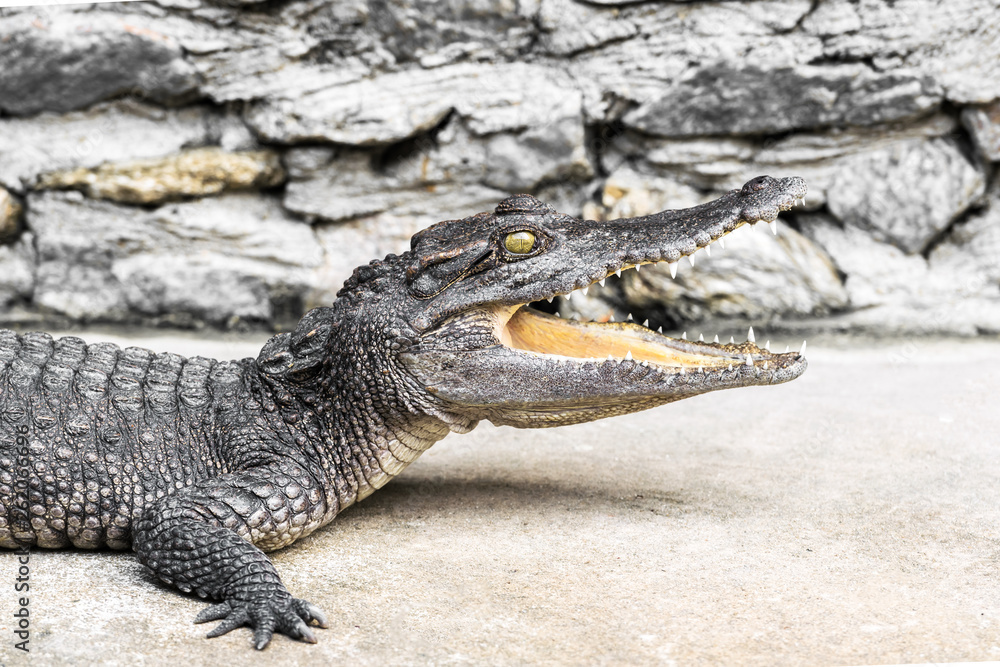 Obraz premium Crocodiles crouched on the floor