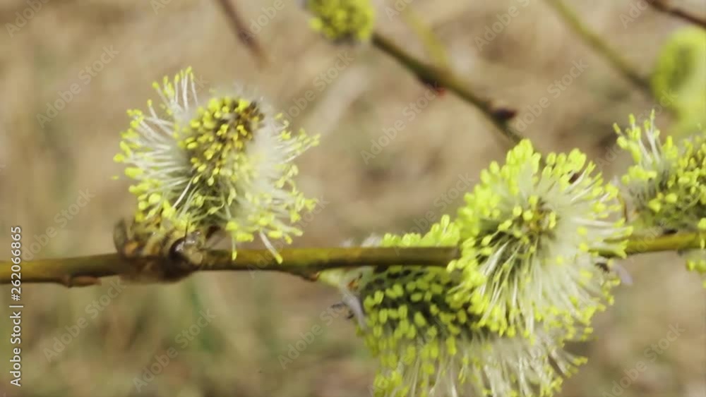 Yellow willow flowers on the branch in spring time with honey bee. Yellow willow flowers on the branch in spring time with honey bee.