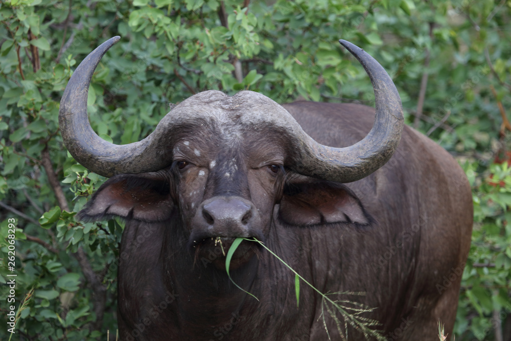Kaffernbüffel / Buffalo / Syncerus caffer Kaffernbüffel / Buffalo / Syncerus caffer