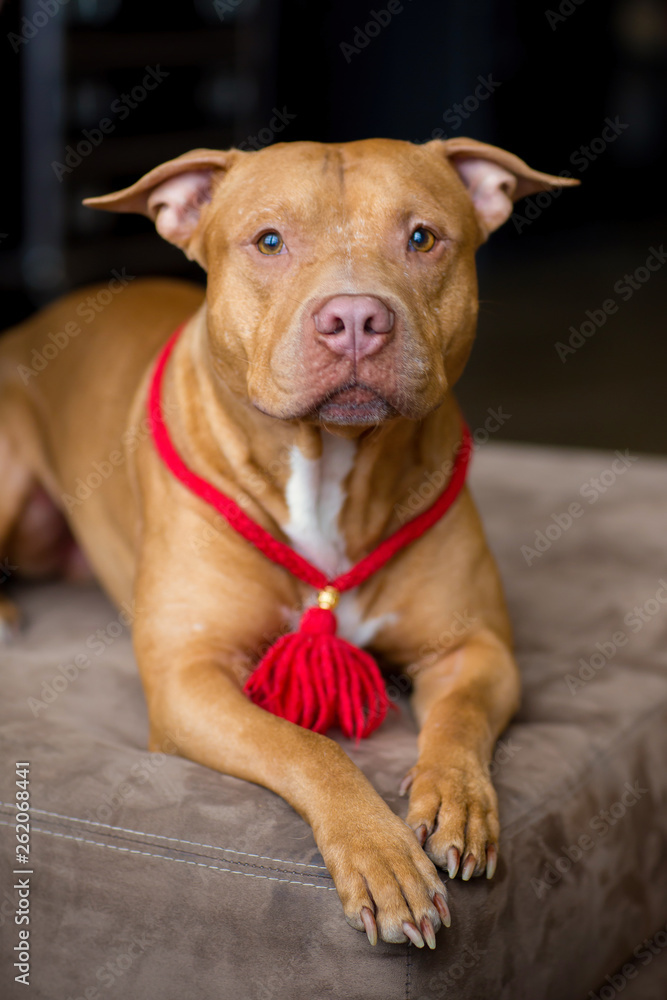 portrait of American pit bull Terrier dog red with a red collar brush on the neck sitting and lying in the Studio portrait of American pit bull Terrier dog red with a red collar brush on the neck sitting and lying in the Studio