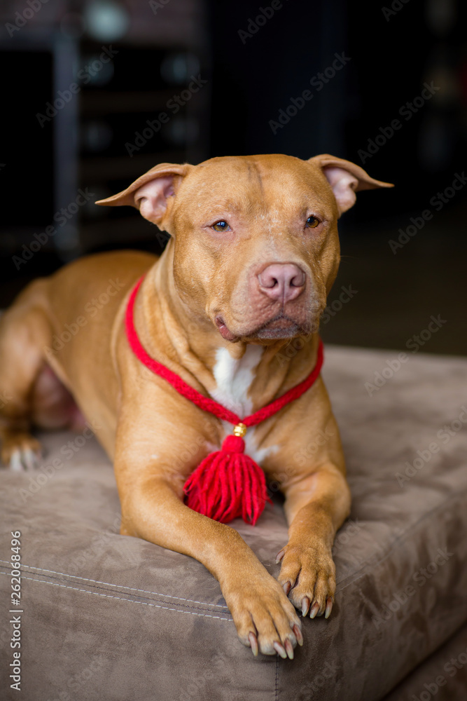 portrait of American pit bull Terrier dog red with a red collar brush on the neck sitting and lying in the Studio portrait of American pit bull Terrier dog red with a red collar brush on the neck sitting and lying in the Studio
