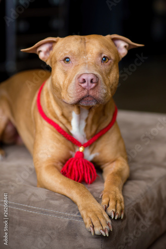 portrait of American pit bull Terrier dog red with a red collar brush on the neck sitting and lying in the Studio © Dikkens