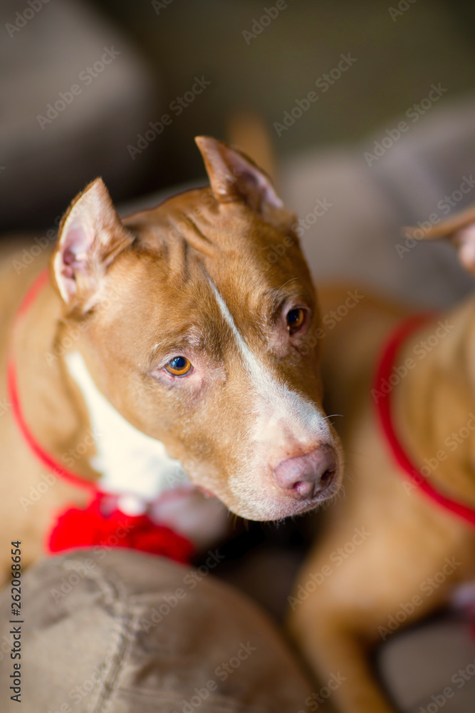 portrait of American pit bull Terrier dog red with a red collar brush on the neck sitting and lying in the Studio