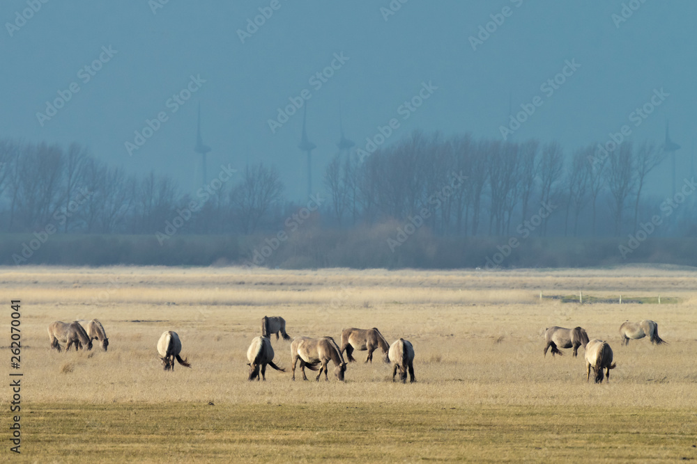 herd of conik horses on a pasture in winter