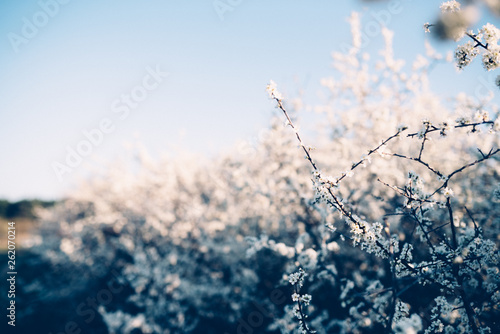 Bloom spring tree flowers