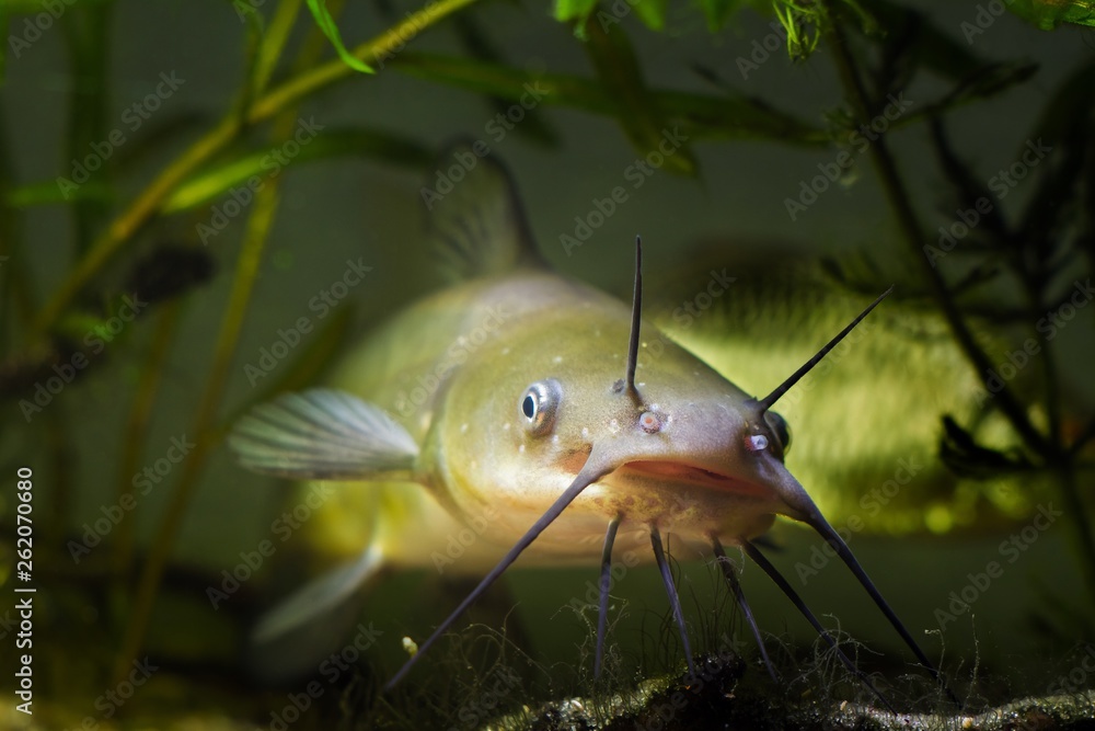 big mouth and barbels of dangerous invasive freshwater predator